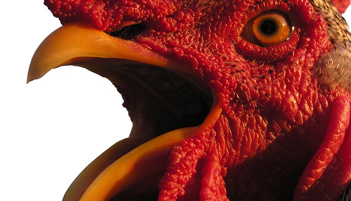 Lutron's tweet photo. Farmers didn't initially accept #daylightsaving; we hear roosters still oppose! #LightHacks https://t.co/kmMtyXfi8n https://t.co/BroBfqYNta