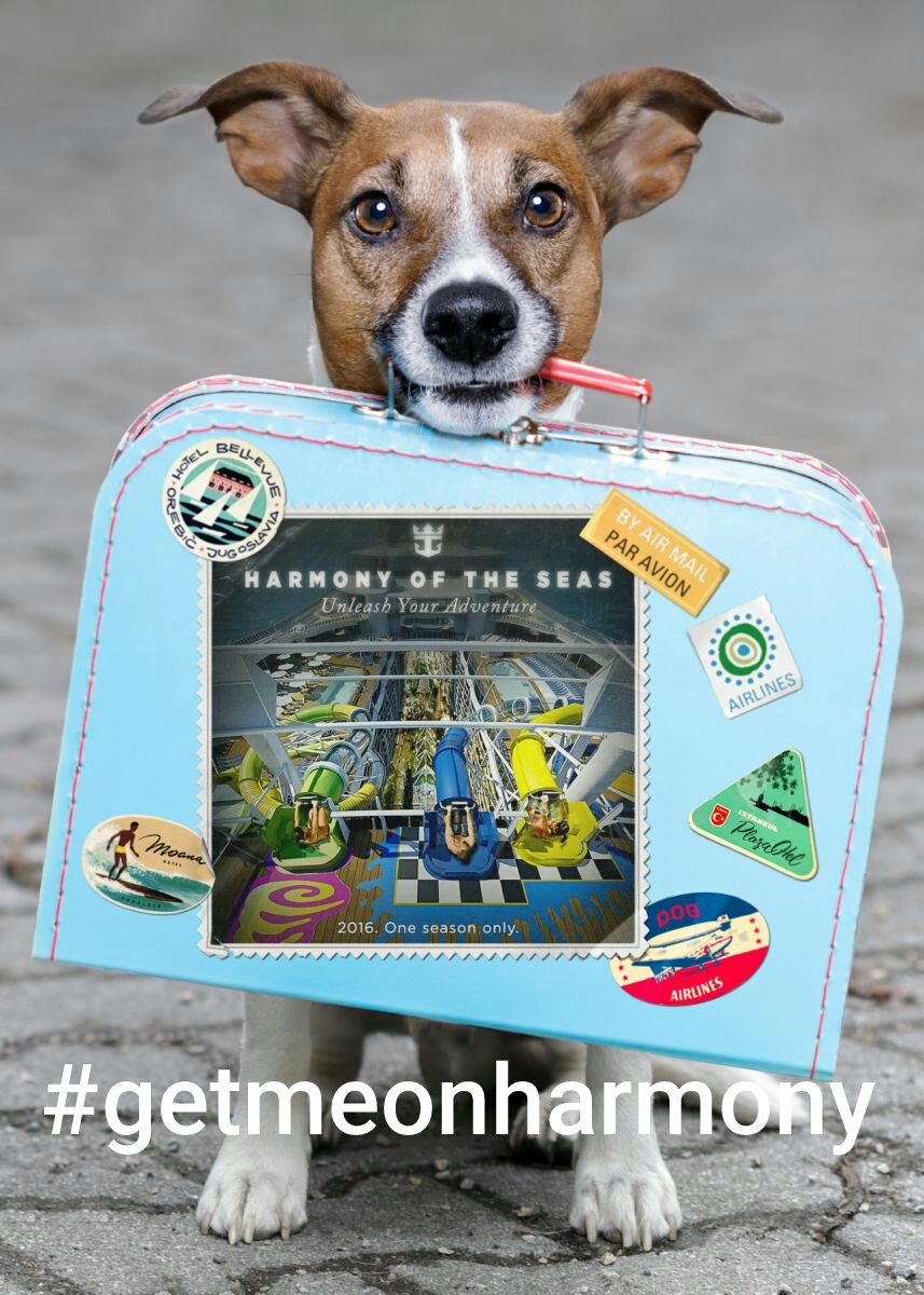 lisapkennedy's tweet photo. Everyone &amp; their dog wants to join us
#getmeonharmony https://t.co/xczpjVPMeO