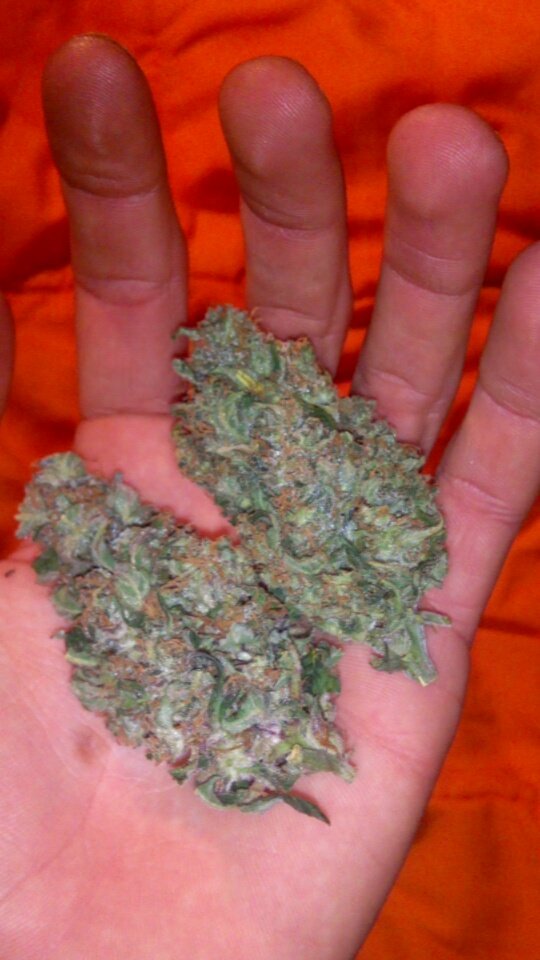 SFumadora's tweet image. #WeednasNoches #Weed #BigDevil