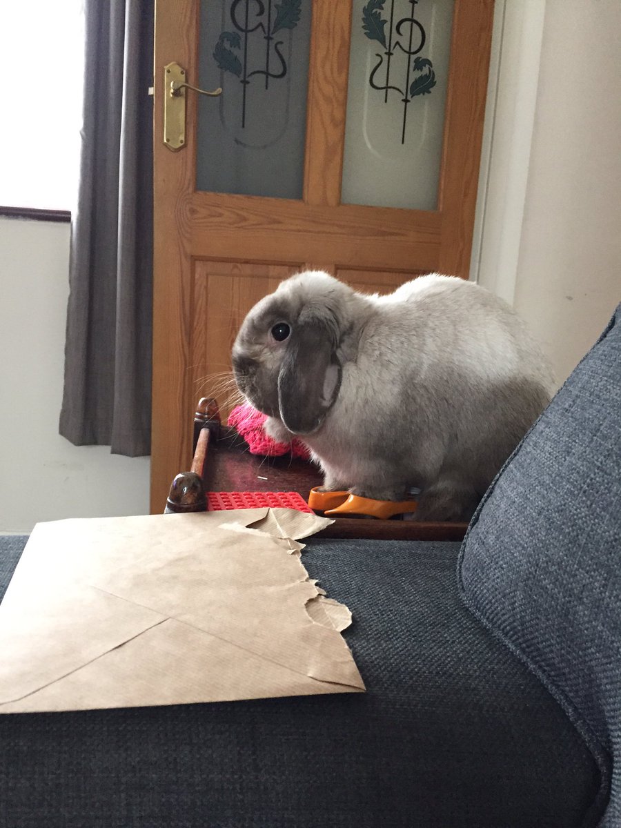 BilliejeanBunny's tweet photo. Today I've got the #thumps because my humans wouldn't share their fish fingers. #houserabbitproblems #bunob https://t.co/jdsXm4uA8f