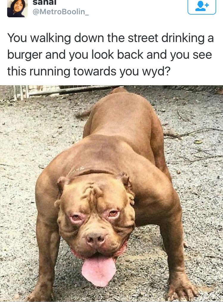 _Darrenhall's tweet photo. it's a wrap if his dog catches you 😭😭 https://t.co/XySitq0cje