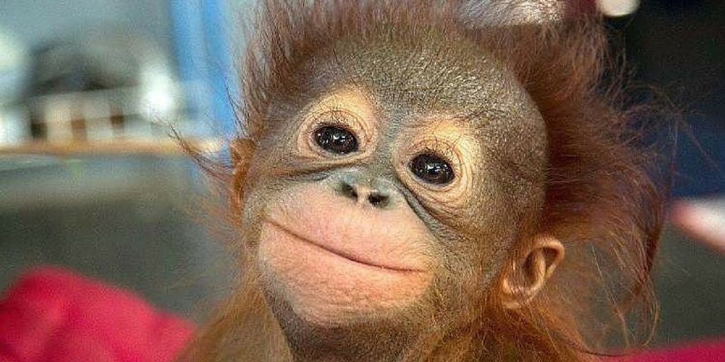 LINQAPP's tweet photo. Humans and monkeys share the same brain region for decoding #language - https://t.co/BXQDAuytWM https://t.co/KyVDBUIz16