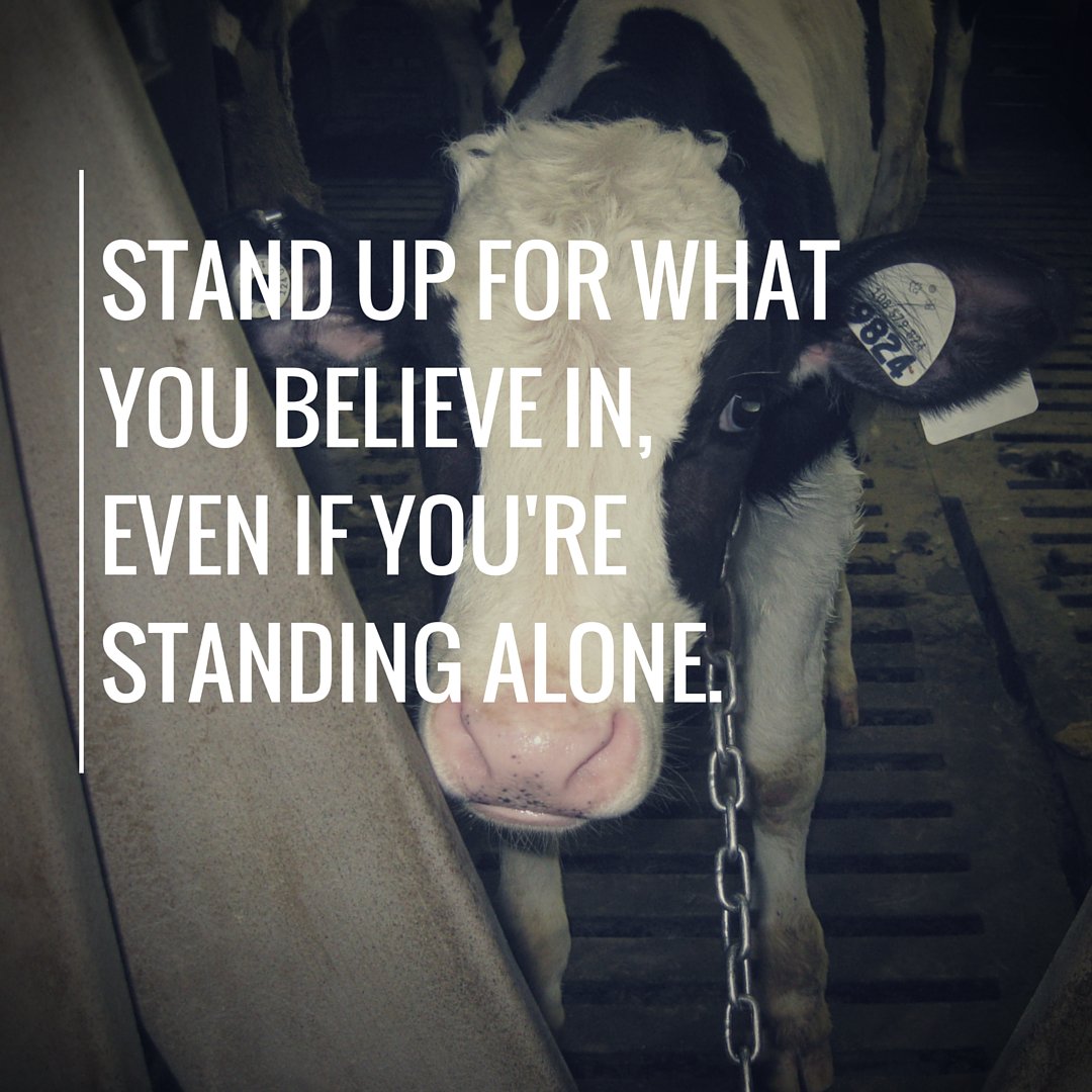 MercyForAnimals's tweet photo. Be their voice. #AnimalRights https://t.co/gZWOAdvm96