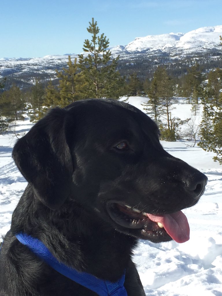 HMRisberg's tweet photo. Snart skal denne kjekke gutten ut รฅ finne #veggedyr. #Spotondogsno straks i farta๐๐พ https://t.co/iXP7RfzBea