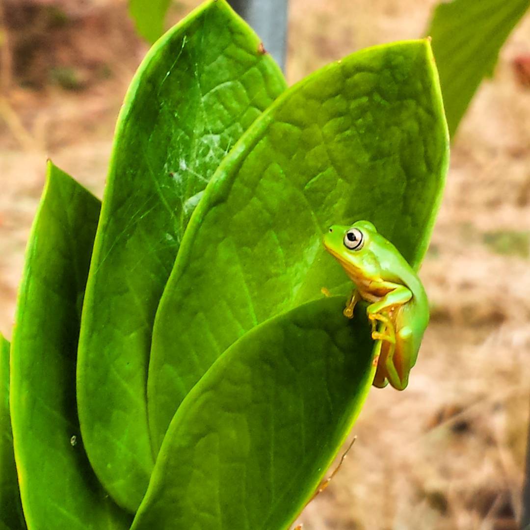 TopEndTweets's tweet photo. Ribbitting beauty courtesy of https://t.co/JAHJp9cAuQ
Start your day off by eating whatever bugs you! #TopEnd #Frogs https://t.co/XpoL8DMFBR