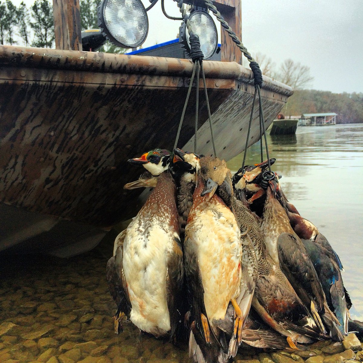 WaterfowlAdx's tweet photo. We miss the feeling of taking home full straps! #waterfowlhunting #WaterfowlADX #sbe2 #limits #benelli #beretta https://t.co/QOJrPAjnZQ
