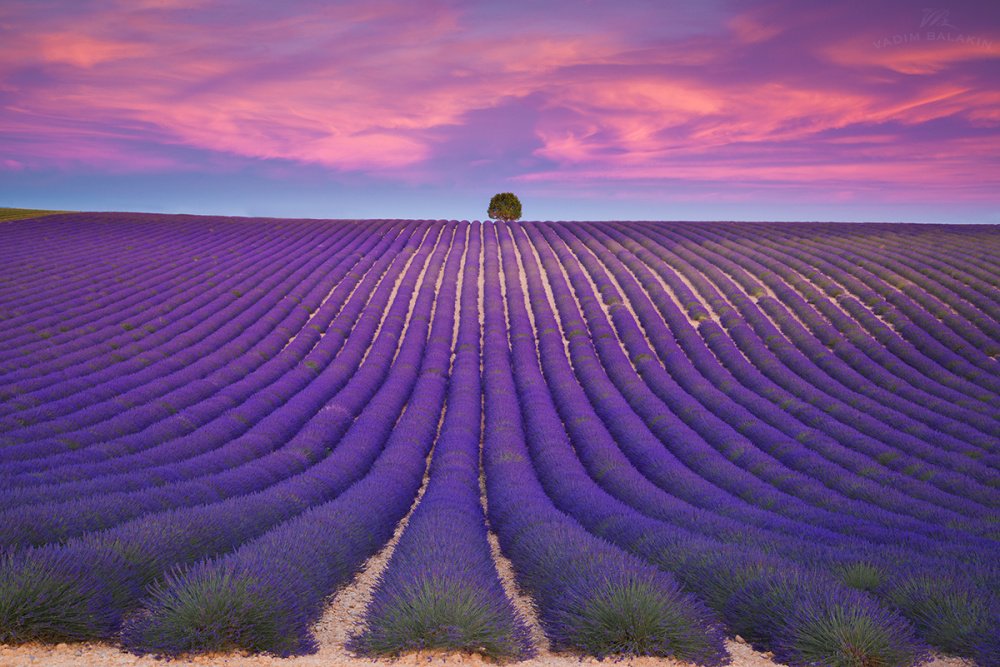 Neus2426's tweet photo. #STEMooc #fotoSTEM  Campos de lavanda. Francia. Sensacional! https://t.co/Fr1gd33gNe