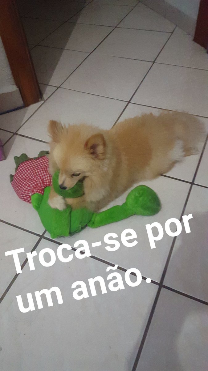 TerrorBionic's tweet photo. Em vez de criar cachorro eu queria criar um anão, o Picoli é fofo mas anões são mais, alguém tem anão pra trocar? https://t.co/qKgHmKl4ka
