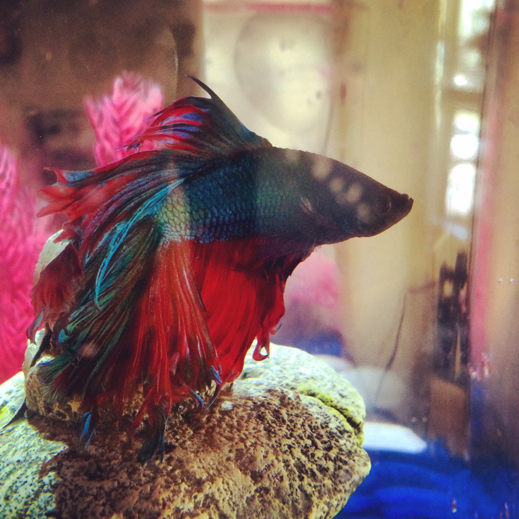 AeroChivette's tweet image. #RocketFish🚀🐠