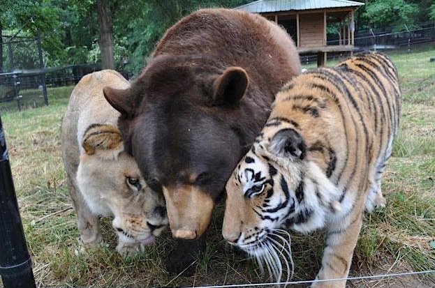 zintkala_ska's tweet photo. "BLT" Bear Lion Tiger=best friends! Rescued from Georgia drug raid basement https://t.co/AreSvS2B2z https://t.co/40KjEdc9Jx