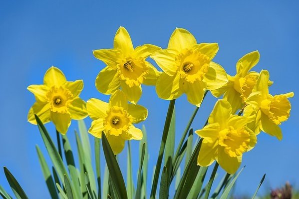 del_wales's tweet photo. Today: Abergavenny guides and brownies: coffee,cake and spring craft to support Eisteddfod :10-12 Abergav. guide hut https://t.co/yXoA07waOB