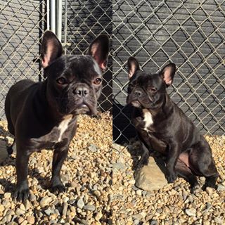Frenchie_Cute's tweet photo. My love is here today. ❤️❤️ #geminidogs #frenchbulldog #shesbae https://t.co/n8NMA2qBAT https://t.co/t3bhEUVL9m