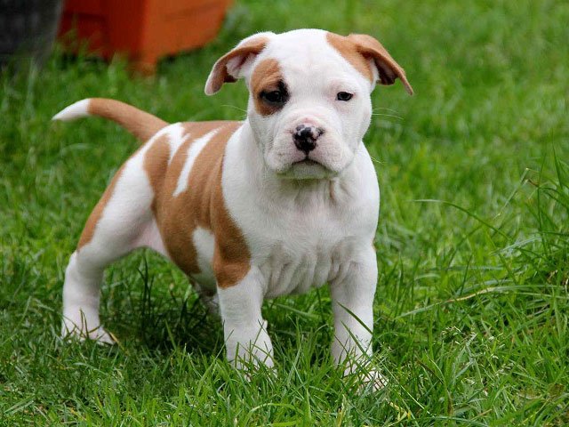 iRazasdePerros's tweet photo. Raza: Staffordshire 
Origen: UK
Peso: 11 a 17 kg
Tamaño: Mediano
Carácter: Audaz Confiable Leal Valiente Intrépido https://t.co/CuokVNGvH7