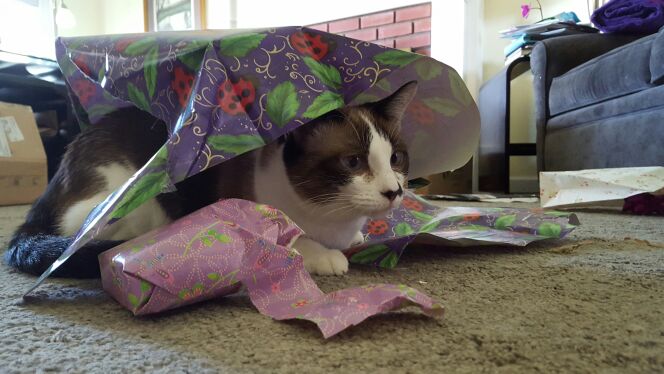 BellaLeslie's tweet photo. Attack cat number 2!....except she is less deadly/violent. #Cats https://t.co/MFVBR1YY2i