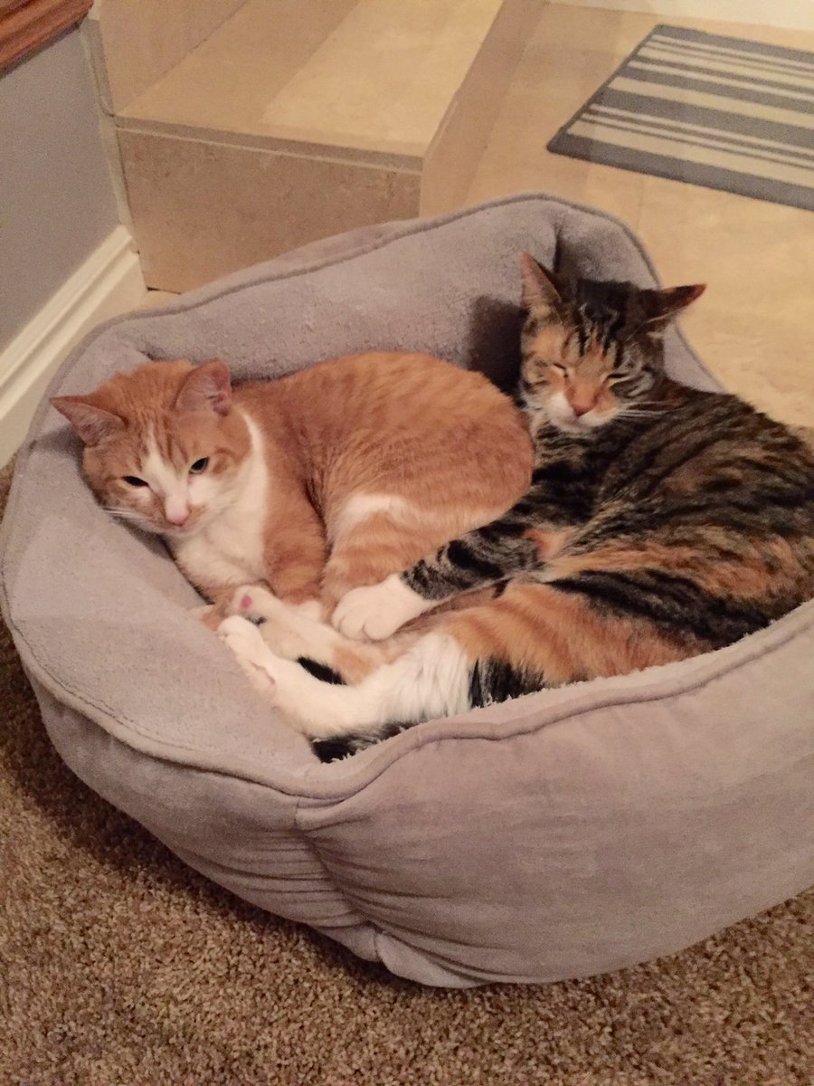 mimimama_12's tweet image. These two have had enough of the #SuperTuesday yammering on TV.  #NoMoreFoxNews #NeverCNN #Cruz2016