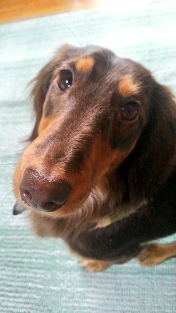 おはようございます(*^^*)
#ミニチュアダックス