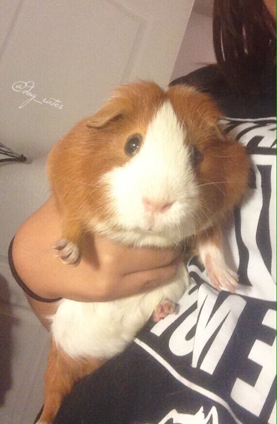 This is Chesterson. He's a Bolivian Scoop Dog. Incredibly portable. Can't bark for shit tho. 7/10 would still pet