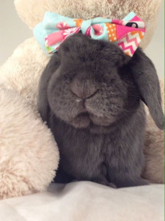 My new toy! #bunny #Easter #funny #cute #rabbit