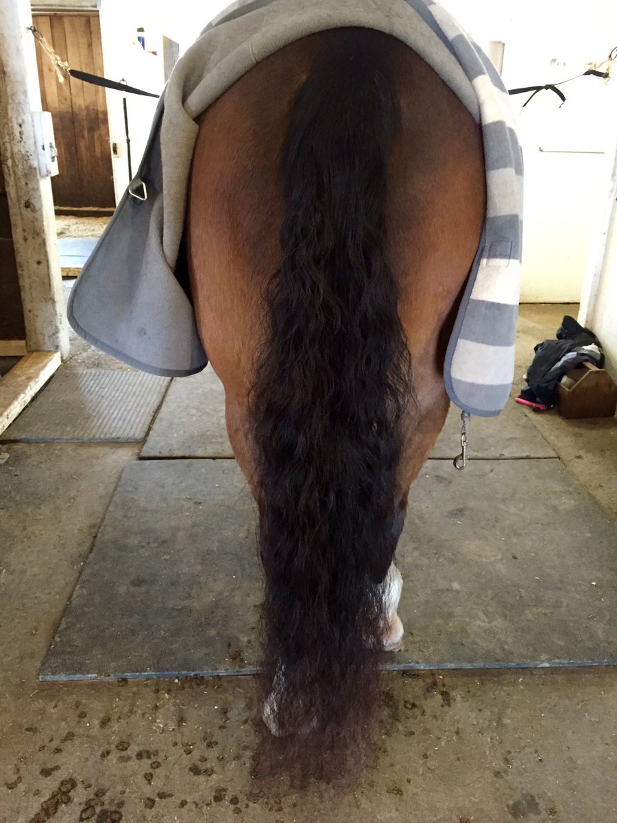 2 months with MTG and a tail bag, I don't think I'll have to buy a fake tail this year 🙏😉