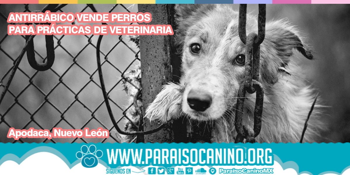 Paraiso Canino MX tweet media