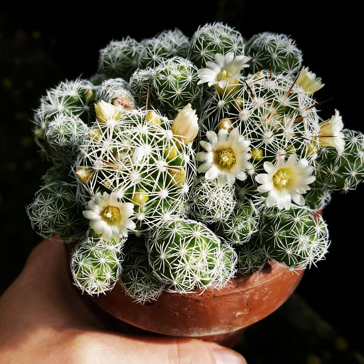 gamine_co's tweet photo. #sayitwithflowers 
Thank you all for the love!..new site is live! https://t.co/E4PAyggPsC