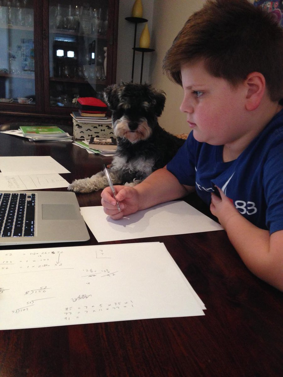 jmtlt's tweet photo. Have trained Ziggy to supervise mathletics homework 📝🐾 https://t.co/vK38Q9nFI4