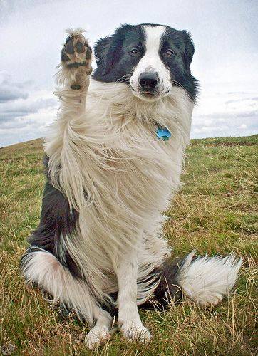 pampered pet services resort and spa