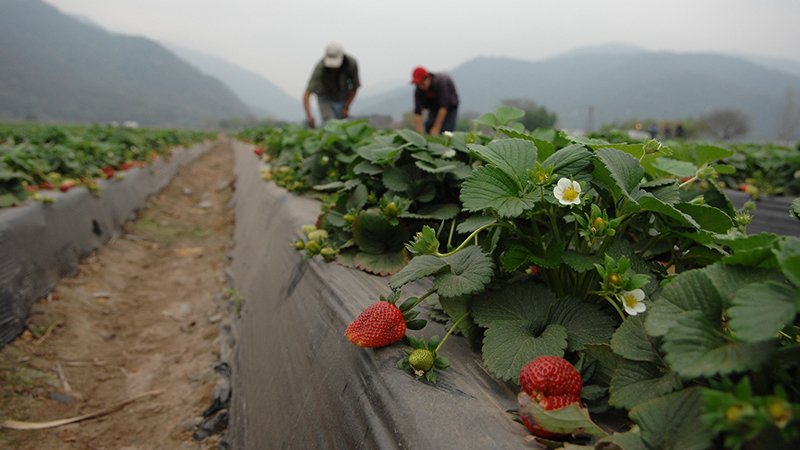 Key to #resilientsupplychains? Collaboration btwn farmers & food companies: wrld.bg/YRquV