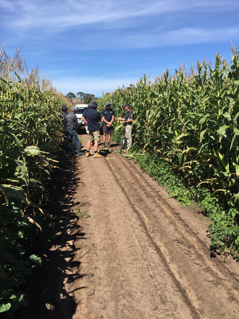 KBsammBurke's tweet photo. Talking all things maize in western Victoria #Corsons #pggwrightsonseeds https://t.co/0cbLCEmumP