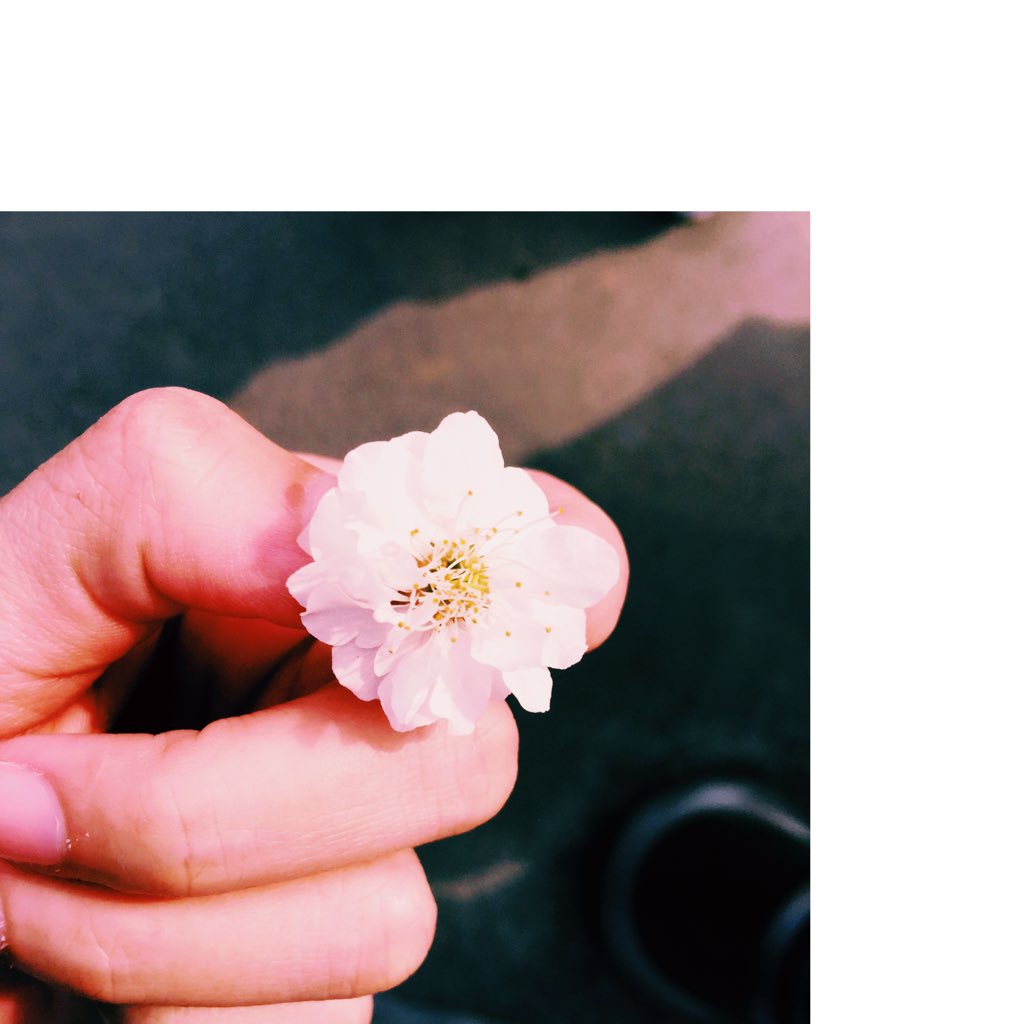 _xxy's tweet photo. 梅花。 https://t.co/1Z2IdBGOPy