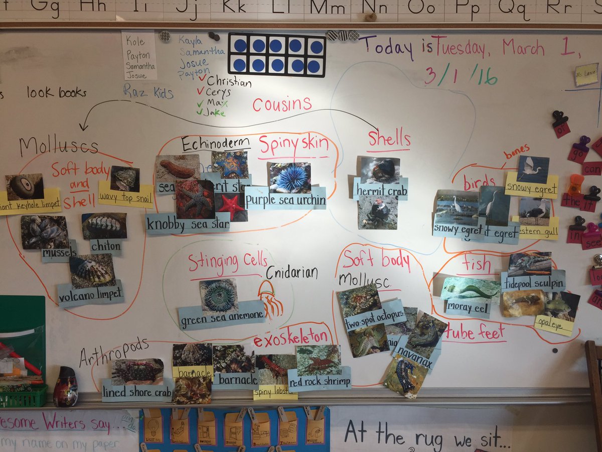 This wk we explore how our animals are connected &amp; practice sharing our info books 4 exhibition next wk!