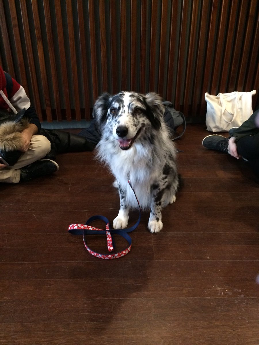 biancasklinar's tweet photo. Meet Edger and Dancer 💕💕 #theraphydogs https://t.co/75aEwm6cRg