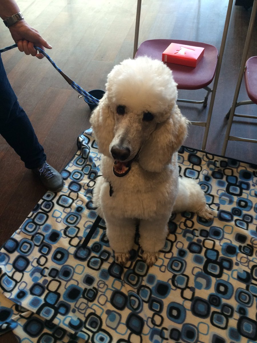 biancasklinar's tweet photo. Meet Edger and Dancer 💕💕 #theraphydogs https://t.co/75aEwm6cRg