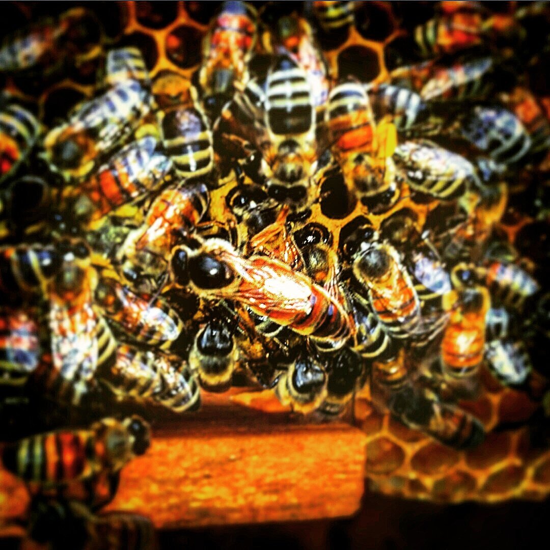 OxxBeekeeping's tweet image. #OxxBeekeeping #Heavy #Filter #QueenBee #HoneyBees #Pollinators #Beekeeping #Bees #SaveTheBees #BeeComing
