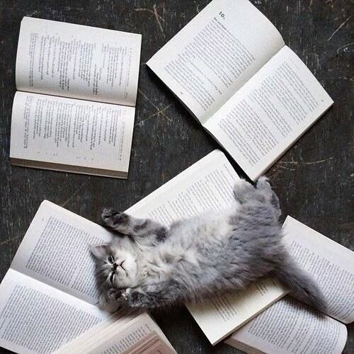 DanielleLetall's tweet image. Your Cat knows when you're ready for a break. #cats #books #BookWorm #Read4Fun #CatsOfTwitter #photography #animals
