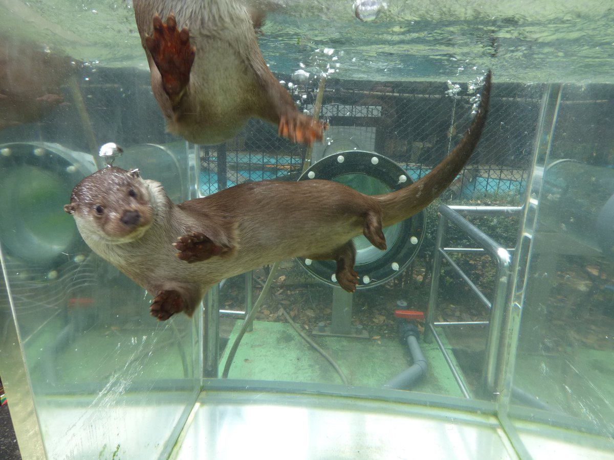 上野動物園 公式 みなさん 上野動物園には2種類のカワウソがいることをご存知ですか それは ユーラシアカワウソ と コツメカワウソ です 体の大きさや爪の長さが違いますが他にも色々と違いがあります じっくり観察してみて下さいね 上野動物園 公式 みなさん 上野動物園には2種類のカワウソがいることをご存知ですか それは ユーラシアカワウソ と コツメカワウソ です 体の大きさや爪の長さが違いますが他にも色々と違いがあります じっくり観察してみて下さいね