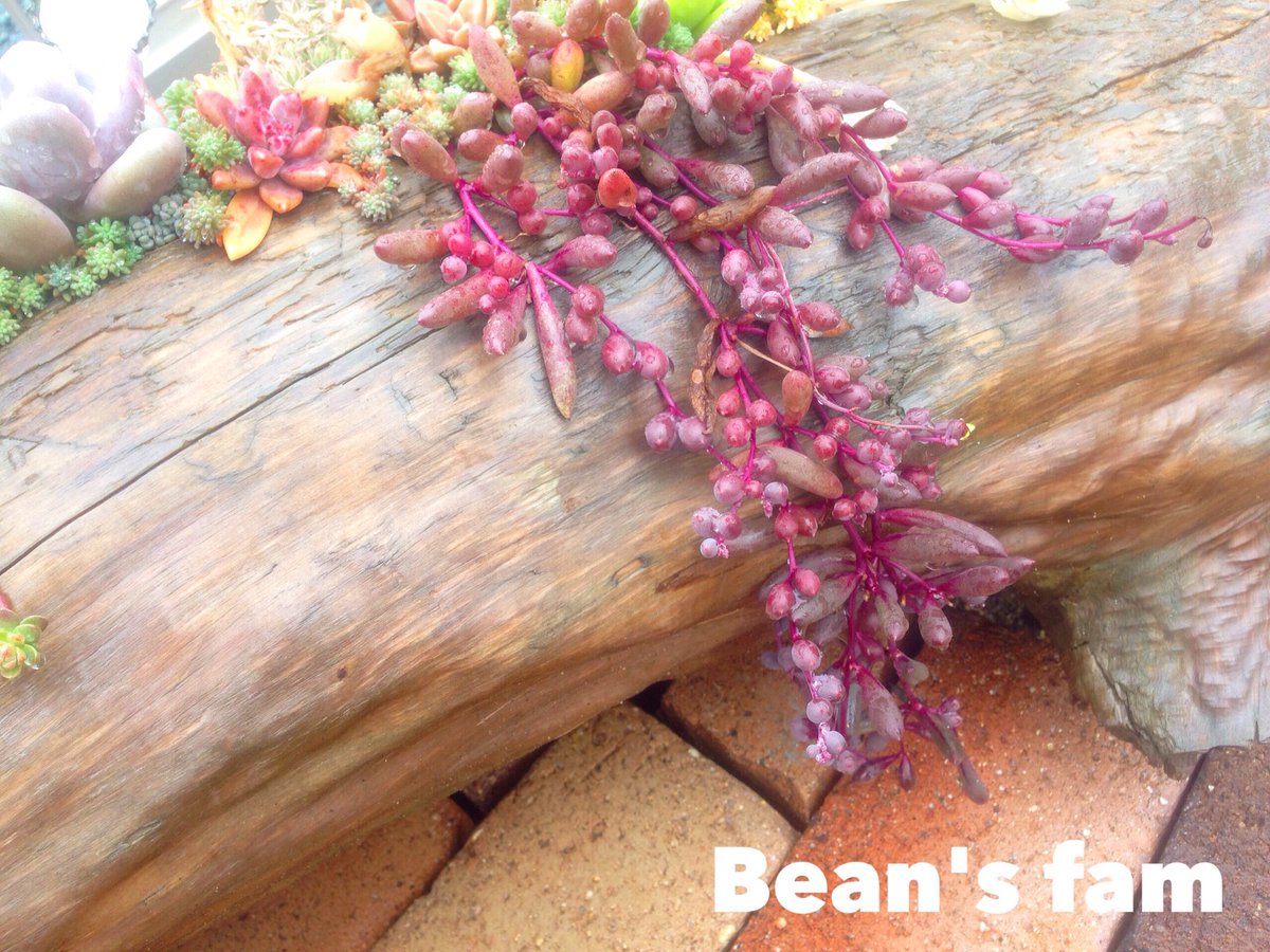 Bean S Fam ビーンズファム בטוויטר 流木 多肉は雰囲気や相性も良くオススメです 小さな物なら室内にも飾れます Beans Fam ビーンズファム 浜松市 多肉植物 多肉 流木 流木多肉 オトンナ属 ルビーネックレス ルビネ Followme T Co Ryuiwpy6m7 Bean S Fam ビーンズファム בטוויטר 流木 多肉は雰囲気や相性も良くオススメです 小さな物なら室内にも飾れます Beans Fam ビーンズファム 浜松市 多肉植物 多肉 流木 流木多肉 オトンナ属 ルビーネックレス ルビネ Followme T Co Ryuiwpy6m7