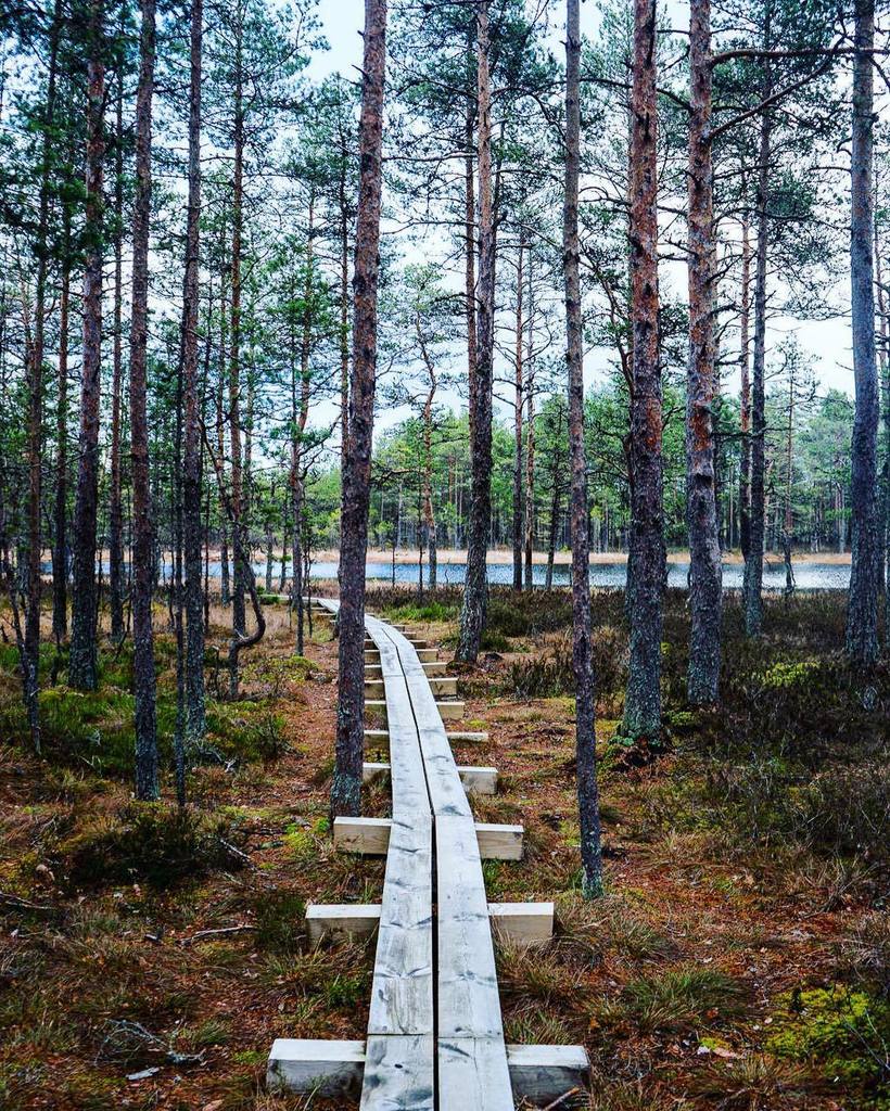 LWajnapel's tweet image. From the shiny streets of Milan to the Estonian forest 🌲• #seeblog ift.tt/1TQ5fj7