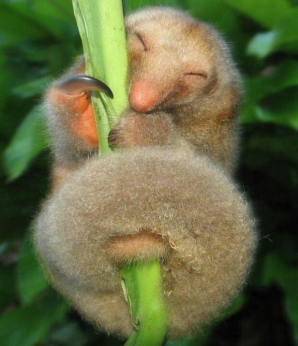 Strange_Animals's tweet photo. The adorable silky anteater is the smallest species of anteater, with a body length of just 19 cm. https://t.co/nVzeJoreA1