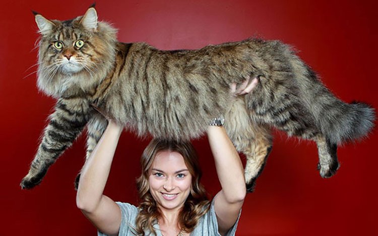 purringtonpost's tweet photo. 21 Huge Maine Coon Cats That Will Make Your Kitty Look Tiny ~ https://t.co/LS1gsZbslU via Top3 #cooncats https://t.co/vEPvfWjV1W