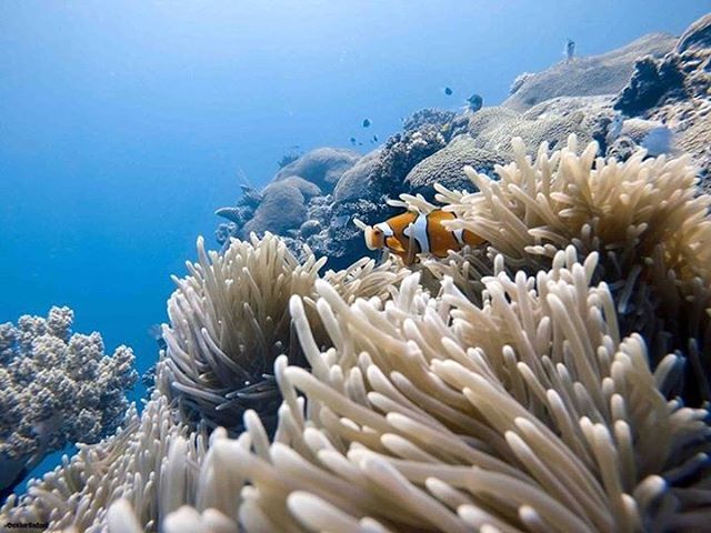 Ocean Conservation tweet media