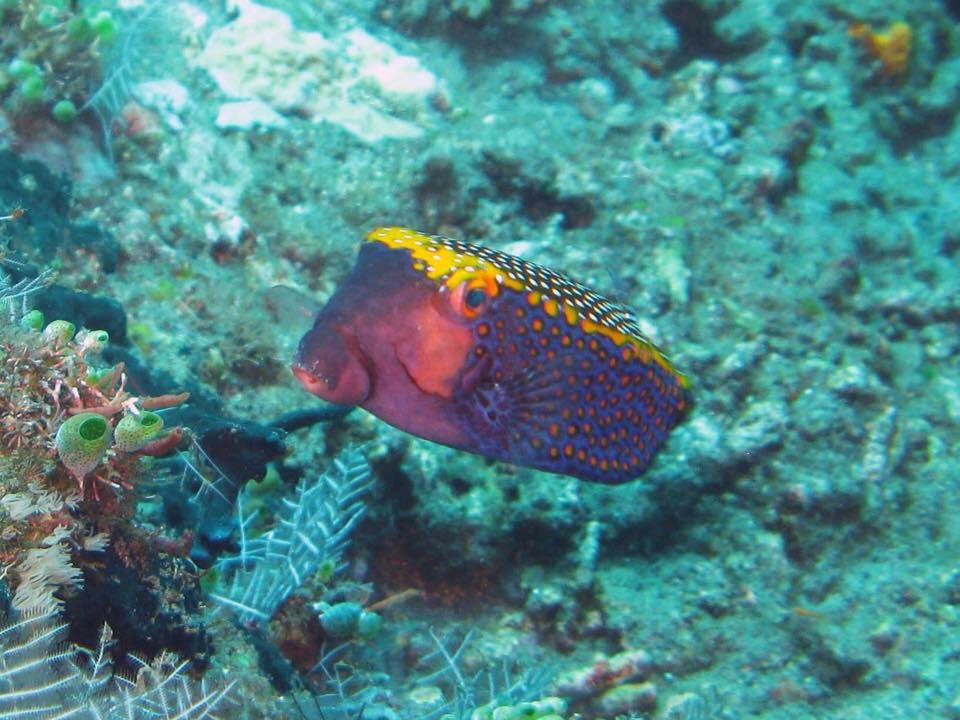 PLOUF Diving - Bali tweet media