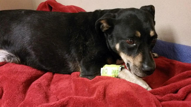 nbcbayarea's tweet photo. Santa Clara County Sheriff's deputies raising money for homeless man's injured dog. https://t.co/igaYLmt4Zk https://t.co/opHH0fPBGj