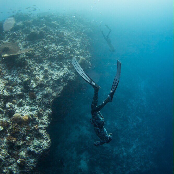 raajjedivers11's tweet photo. The best way to observe a fish is to become a fish .. Breath hold diving https://t.co/zOPCo3h4ru