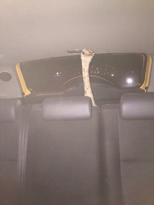 ShervinSinatra's tweet photo. This is why you don't buy things when you're drunk, https://t.co/pdUQGoY2gQ