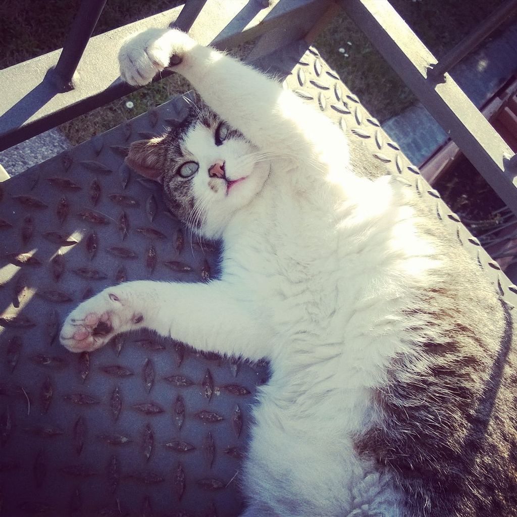 Chatchatcatcat's tweet image. I've a new friend~ 
#hellocat #garden #instacat #homelesscat #instalike #instagood #impus_daily #cat #europeancat b…