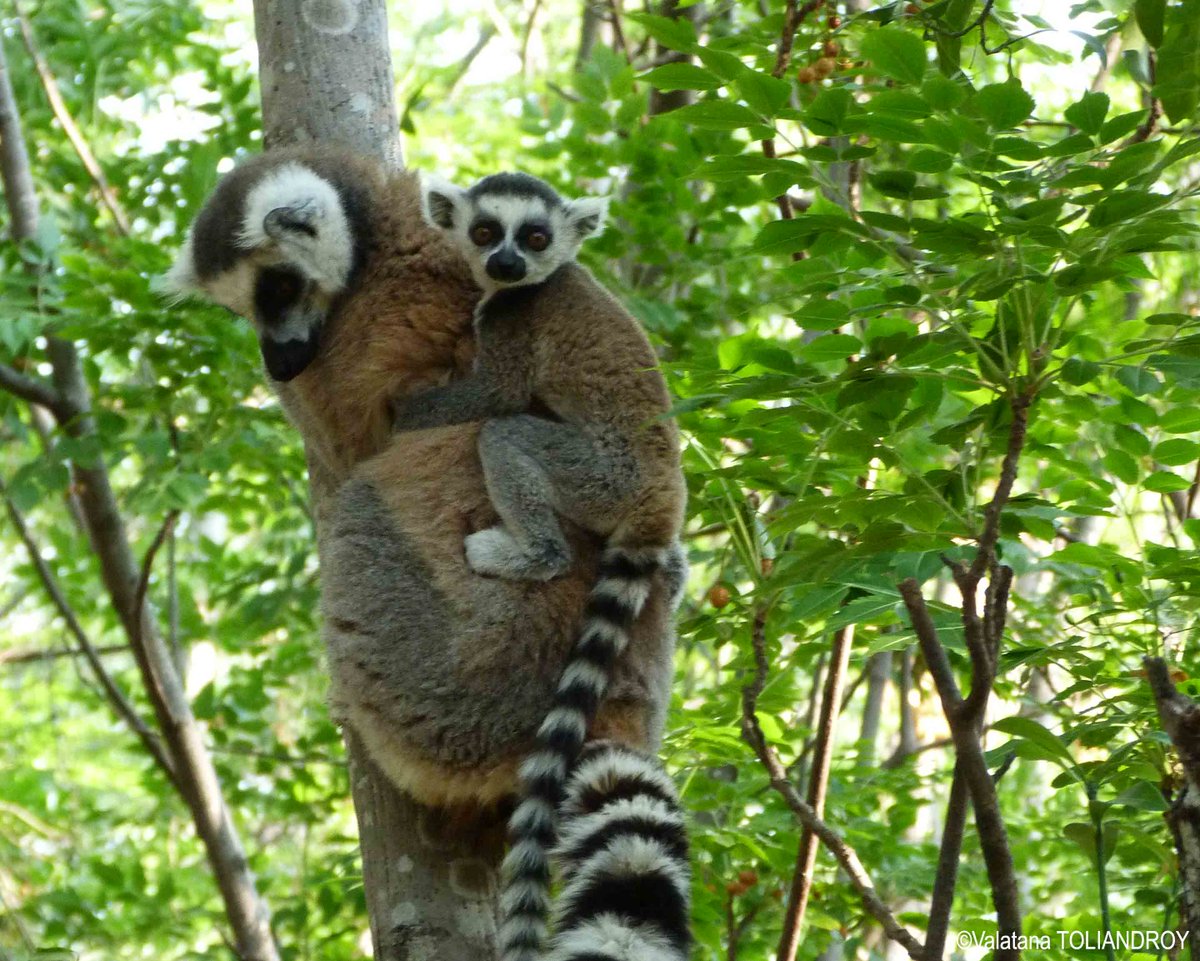 Welcome to my island! Encounter my #lemur friends. ;-) #Madagascar #travel #wanderlustwednesday