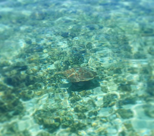 SeaLifeProject's tweet image. #flatbackturtle #greatbarrierreef #whatafuckingday bit.ly/1oXNh1O
