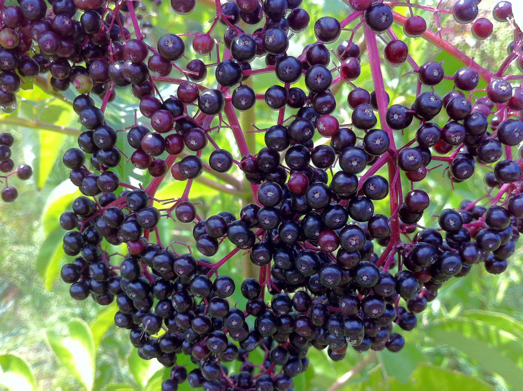 JoshuaOnysko's tweet photo. Black Elderberry https://t.co/vW7OMkVOkH https://t.co/nqPu97vUgr