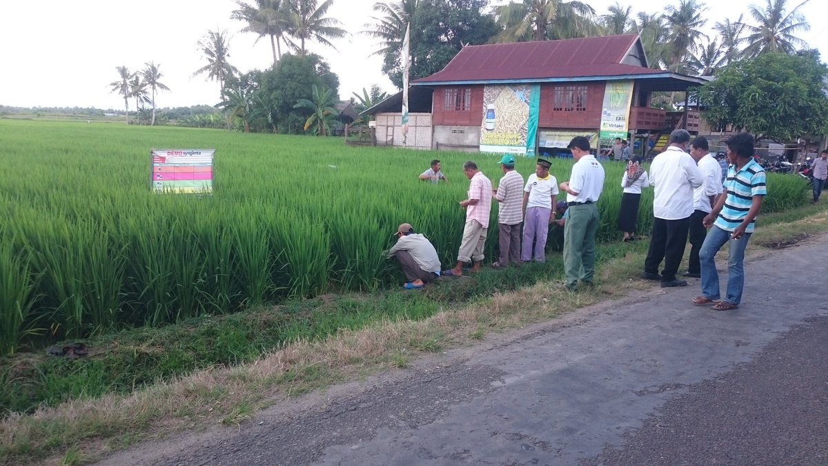 UchuPinrang's tweet photo. Pelatihan Penyemprotan sekaligus perhitungan anakan produktif @Batticelebes @muisjie @SyngentaID @irpangarut https://t.co/UgYqa6BrS7